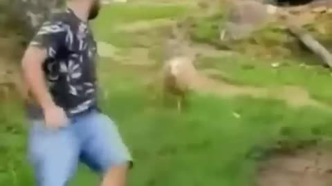 funny animal moment cut on camera