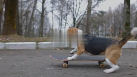 Beagle dog riding a skateboard in the park. Pet Dog skateboards outdoors.