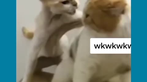 Funny cats