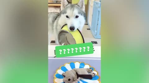 Funny Dogs Reaction to Cutting of Cake that looks like dog image./ Pets house