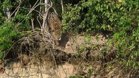 Jaguar vs croco combat à mort!!! incroyable!!