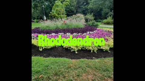 Rhododendron Gardens, Ontario