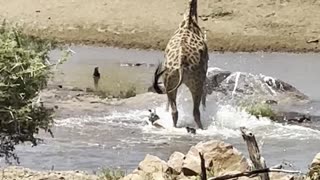 Baby Giraffe Runs Into Trouble