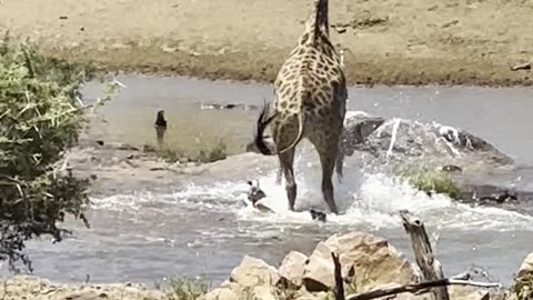 Baby Giraffe Runs Into Trouble