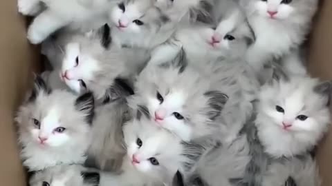 Funny cats video