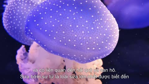 Ten Fun Facts About Jellyfish Smithsonian Magazine (Vietsub)