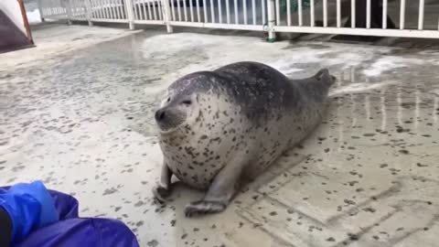 foca treinada