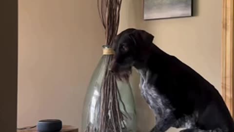 Poor doggy listening to a song following instructions