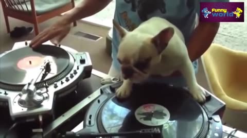 "Funny Dog Playing Music and Household Antics - Funniest Compilation"