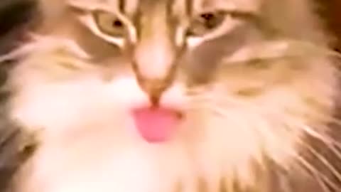 Cats silliest creature on earth 😆- Funny cats videos 🐱 #shorts #funny