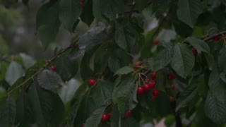 Awesome Rainsounds 🌧 Rumbling Thunder ⛈️