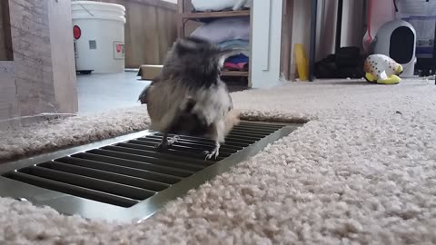 My friend Gabby loves her air conditioner vent!