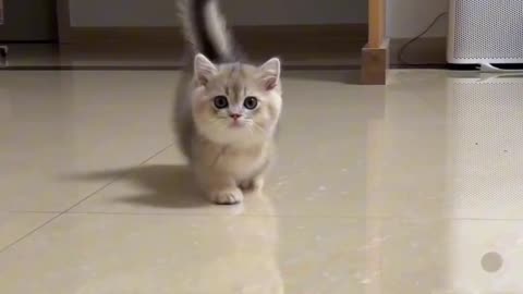 Cat video | Funny Cat | Cute Cat