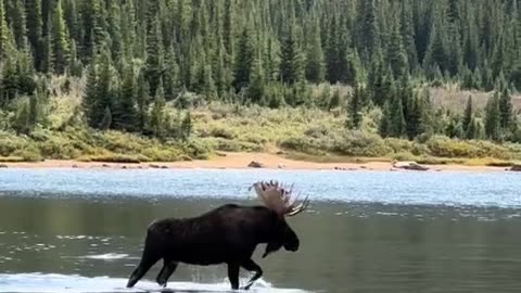 Moose taking a walk