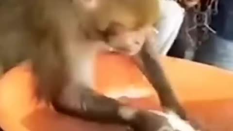 Animal funny moments