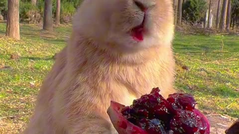 Adorable Rabbit Eating Compilation | Cute Bunny Munching Away 🐰