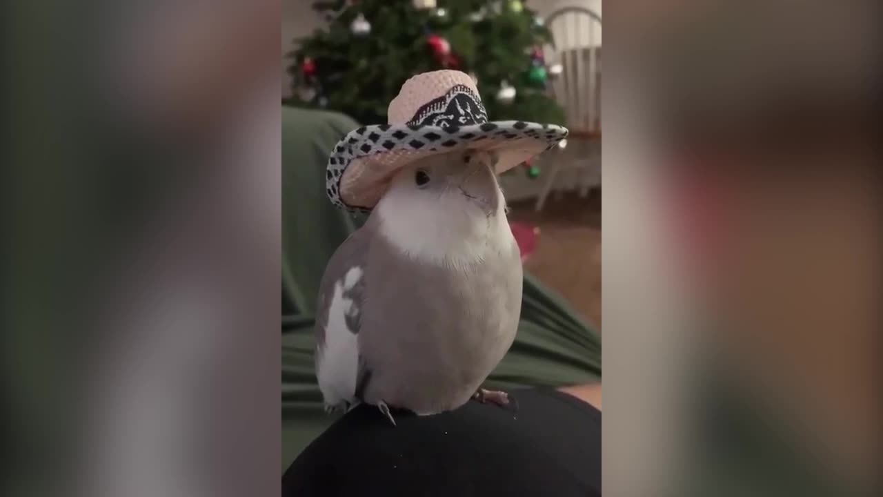 "Fashionable Feathers: Adorable Parrot Flaunts Cool Hat in Cute Video" watch cute parrots hat