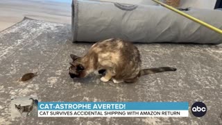 Cat shipped in Amazon return package reunited with owners