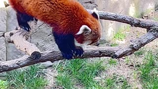 Red Panda #redpanda