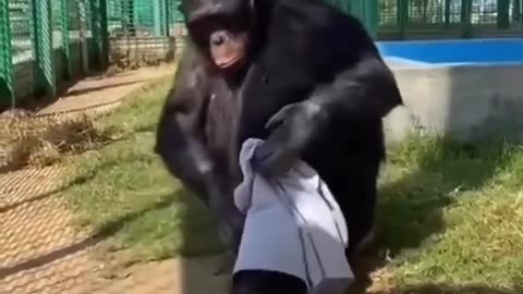 Gorilla wearing cloth