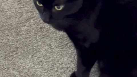 Adopting a Cat from a Shelter Vlog - Cute Precious Piper is Doing Her Security Guard Duties #shorts