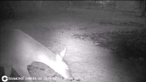 Backyard Trail Cam - Deer in the Old Garden and At Fence