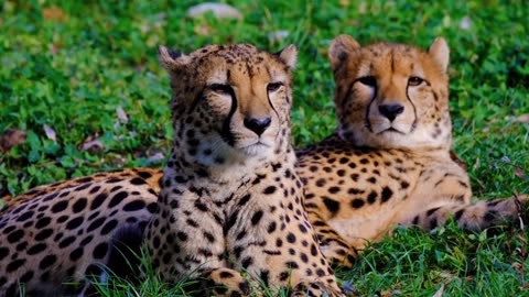 Cheetah predator dangerous
