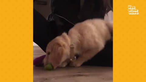 20 MINS OF ADORABLE PUPPIES (TOO CUTE TO NOT WATCH)
