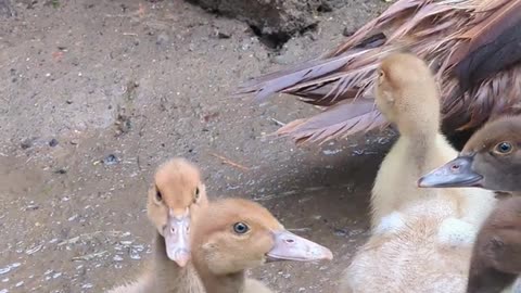 Muscovy duck