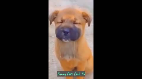 Funny Animal Videos 🤣 Funniest Cats and Dogs Videos 2024 😅 #152