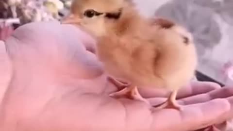 HOW A CHICK BORN FROM AN EGG