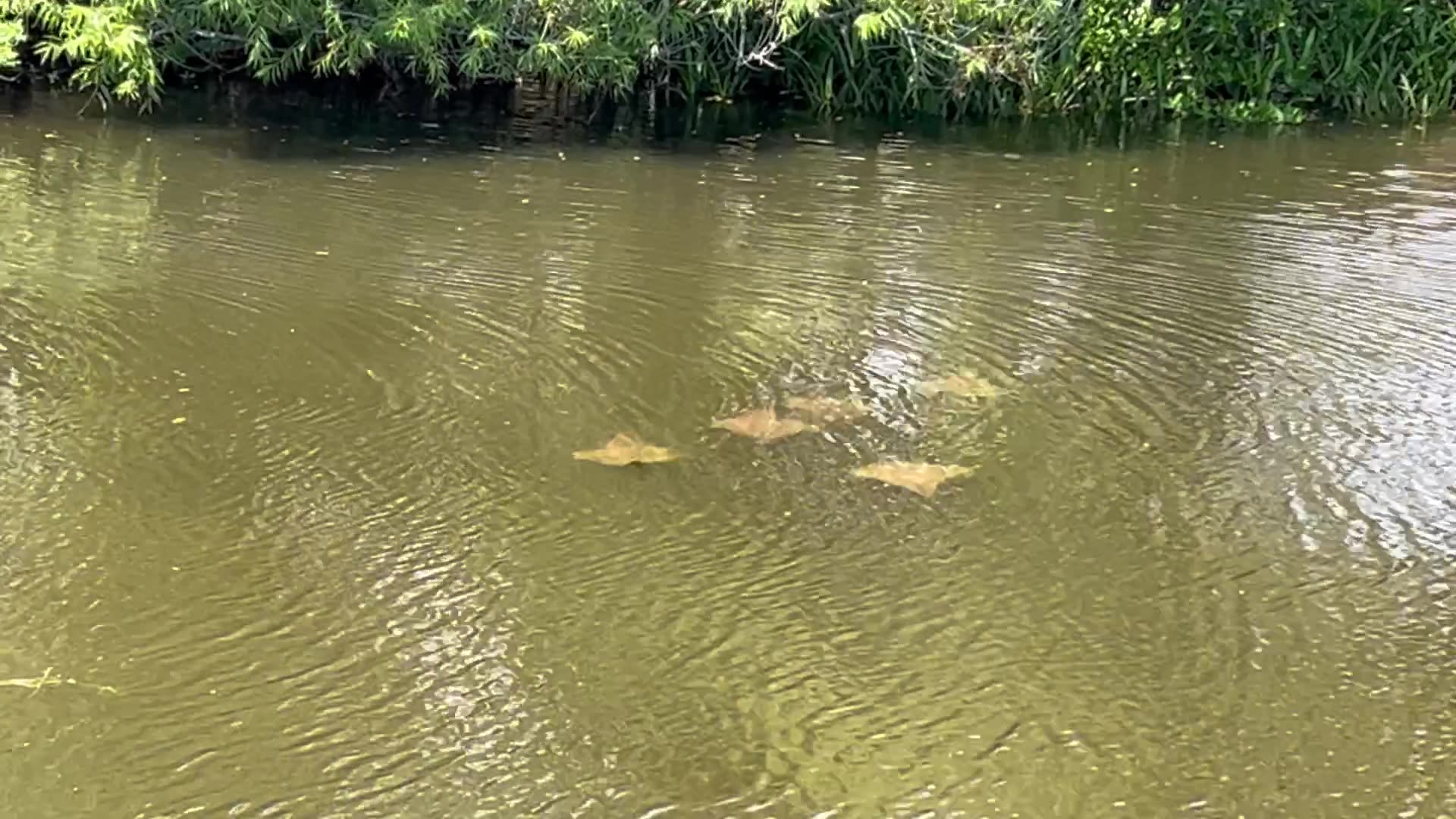 Stingrays in the canal April 25 2024
