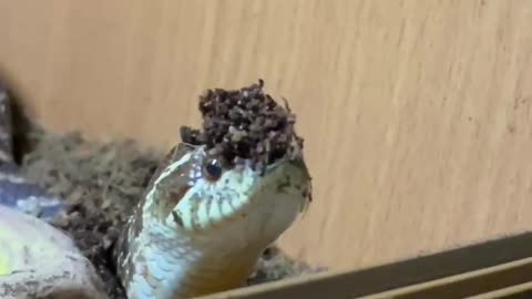 Silly snake has a little dirt hat