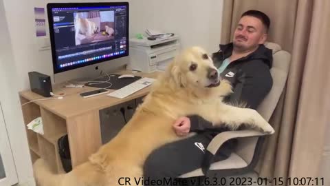 The Golden Retriever is like a human child who wants love and hugs!
