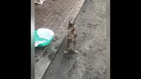 "Quirky Cat Chronicles: Sitting on Ducks and Dancing on Rocks"