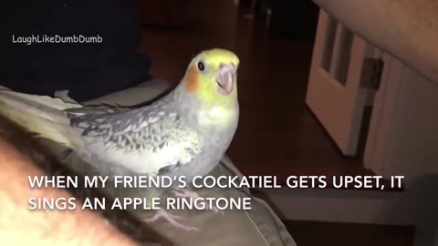 Hit Songs Sung by Parrots and Cockatiels COMPILATION OF HILARIOUS BIRDS