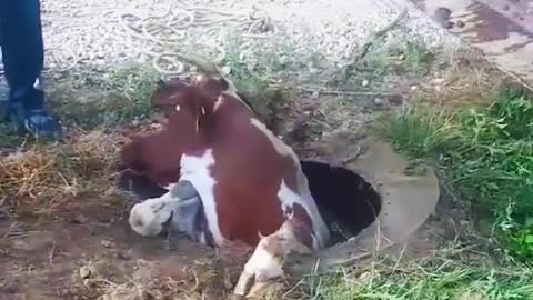 Cow fallen into sewer manhole and people rescued the cow
