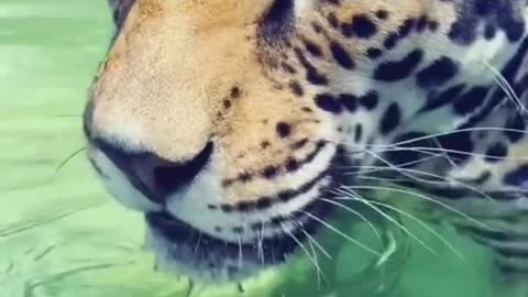 Chunky Dunking Jaguar! SO CUTE