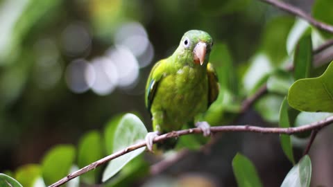 Green Bird Perched on Tree Branch