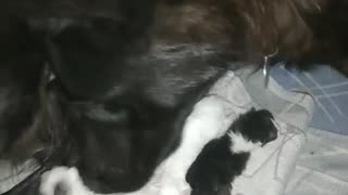 dog wants to become a mother for kittens