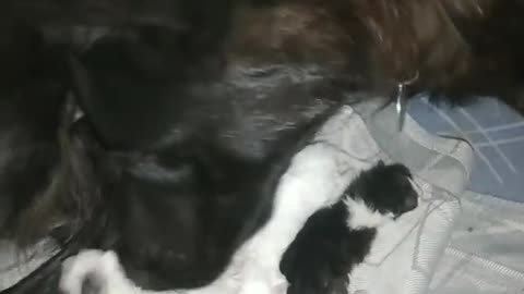 dog wants to become a mother for kittens