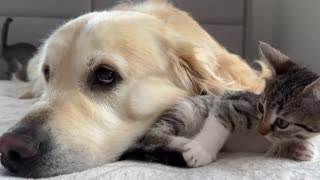 Golden Retriever Meets Funny Kittens