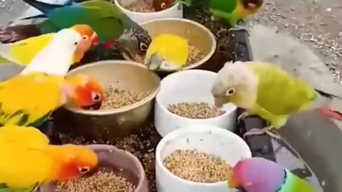 Beautiful Colourful Birds