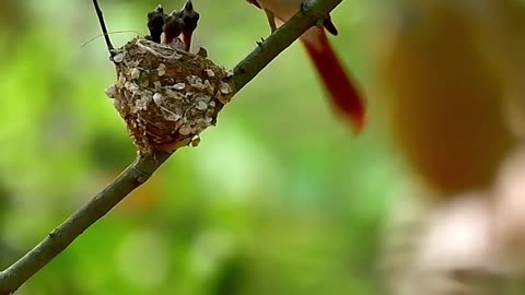 Birds Activity beautiful🏞️🏞️