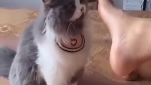 cat: what?