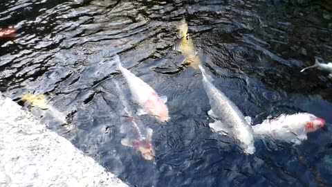 Coy fish at Baha Mar Hyatt Bahamas