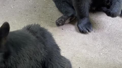 Mama Bear and Cub Enjoy a Good Scratch