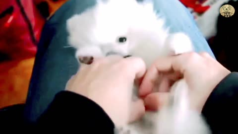 Cute dog playing with himself