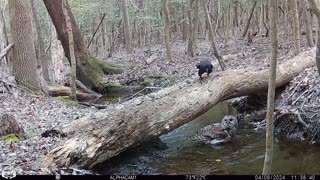 Barred Owl Spring 2024