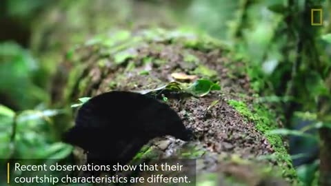 Rare Footage of New Bird of Paradise Species Shows Odd Courtship Dance | Nat Geo Wild